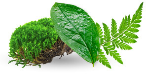 Fulvic Acid Fulvic Acid